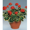 Pelargonia rabatowa 'Mrs Pollock' | Pelargonium zonale