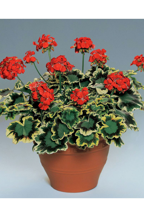Pelargonia rabatowa 'Mrs Pollock' | Pelargonium zonale