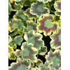Pelargonia rabatowa 'Mrs Pollock' | Pelargonium zonale