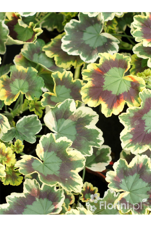Pelargonia rabatowa 'Mrs Pollock' | Pelargonium zonale