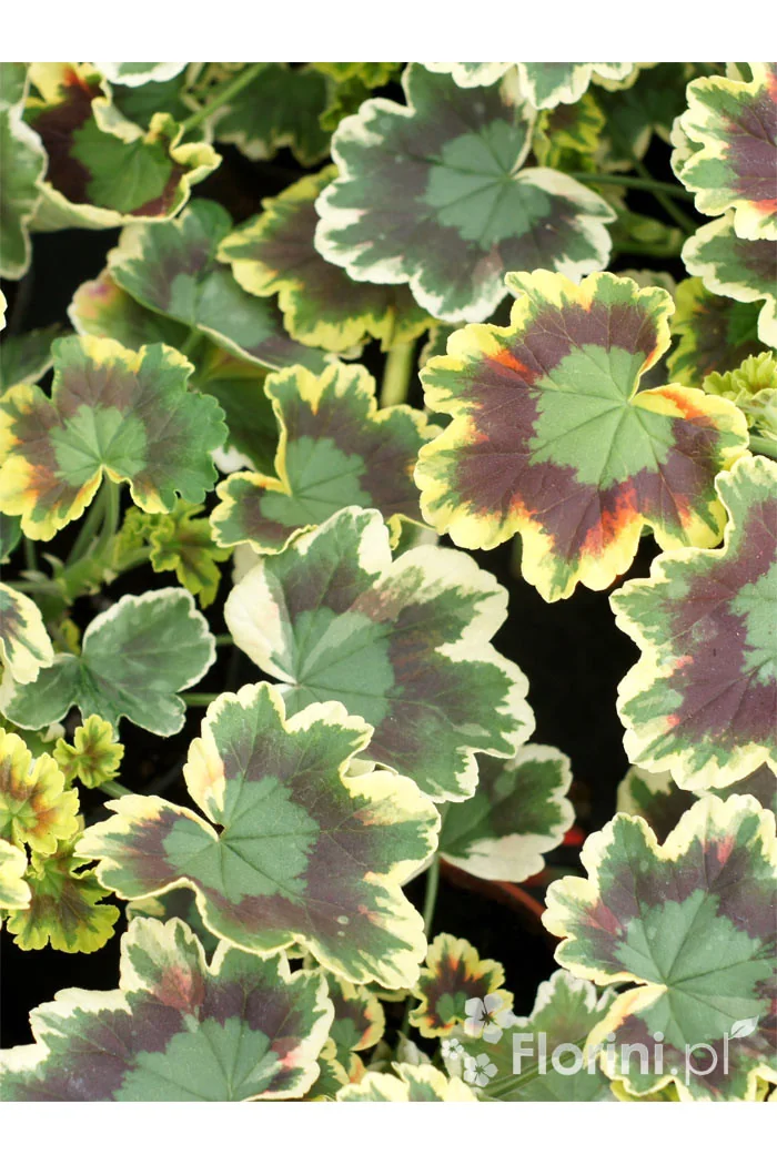 Pelargonia rabatowa 'Mrs Pollock' | Pelargonium zonale