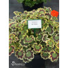 Pelargonia rabatowa 'Mrs Pollock' | Pelargonium zonale