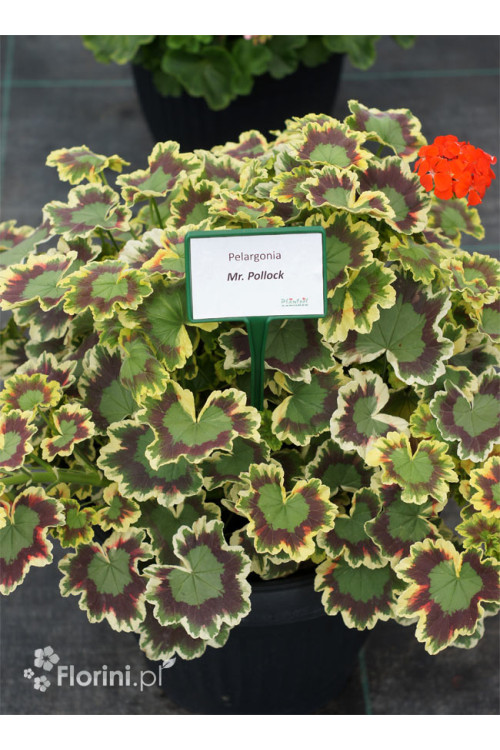 Pelargonia rabatowa 'Mrs Pollock' | Pelargonium zonale