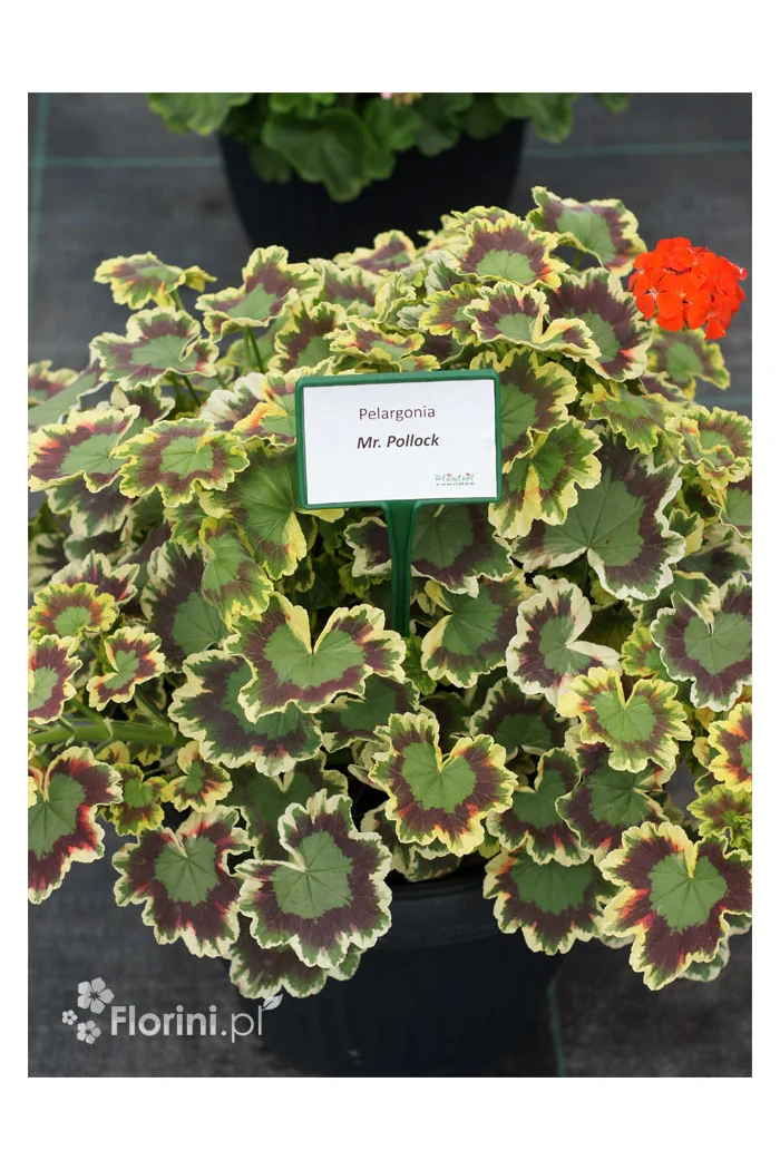 Pelargonia rabatowa 'Mrs Pollock' | Pelargonium zonale