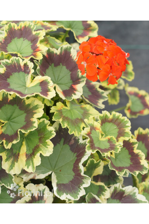 Pelargonia rabatowa 'Mrs Pollock' | Pelargonium zonale