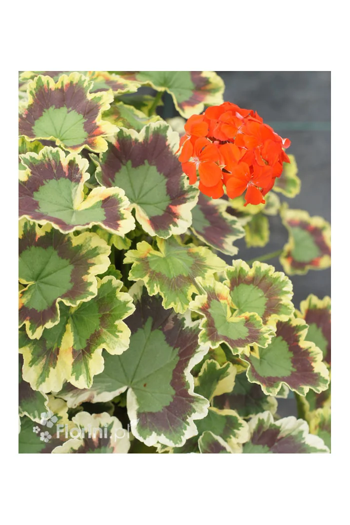 Pelargonia rabatowa 'Mrs Pollock' | Pelargonium zonale