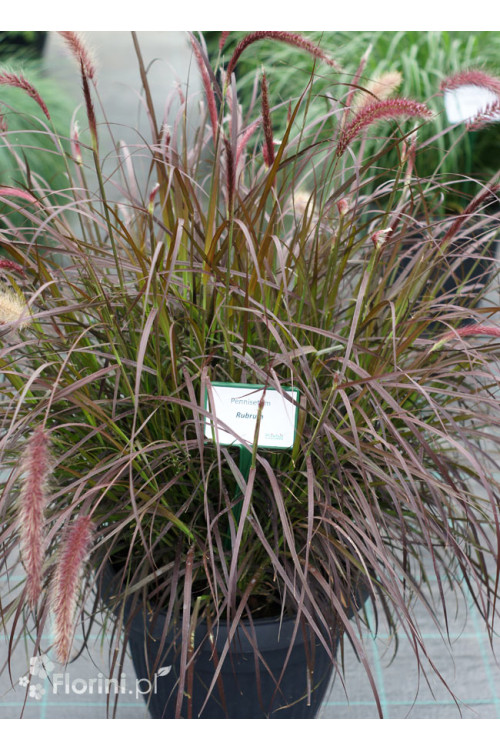 Piórkówka 'Rubrum' | Penisetum