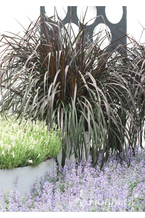 Rozplenica Słoniowa 'Vertigo' | Pennisetum purpureum