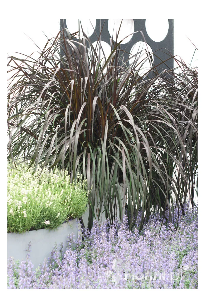 Rozplenica Słoniowa 'Vertigo' | Pennisetum purpureum