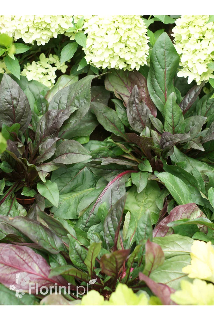 Penstemon 'Dark Towers' | Penstemon