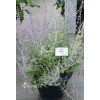 Perowskia łobodolistna 'Little Spire' | Perovskia atriplicifolia