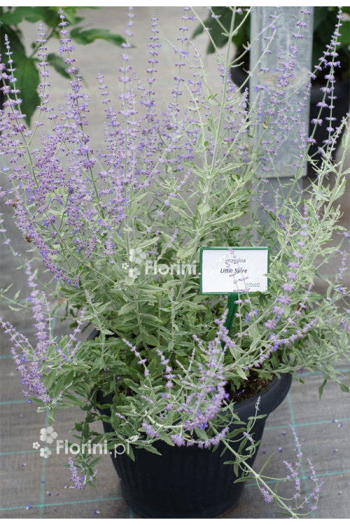Perowskia łobodolistna 'Little Spire' | Perovskia atriplicifolia