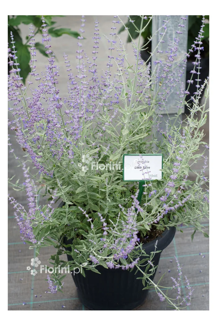 Perowskia łobodolistna 'Little Spire' | Perovskia atriplicifolia
