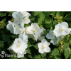 Jaśminowiec 'Innocence' Philadelphus