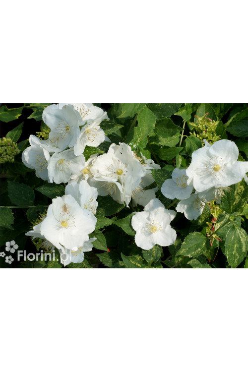 Jaśminowiec 'Innocence' Philadelphus