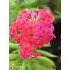 Floks wiechowaty 'Ka Pow Pink' | Phlox panniculata