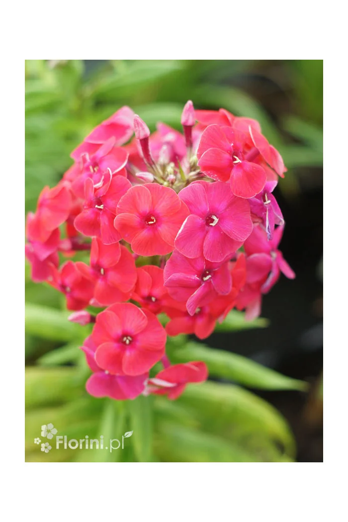 Floks wiechowaty 'Ka Pow Pink' | Phlox panniculata