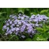 Floks szydlasty 'Bavaria' | Phlox subulata