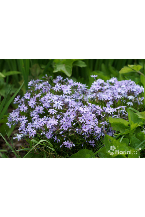 Floks szydlasty 'Bavaria' | Phlox subulata