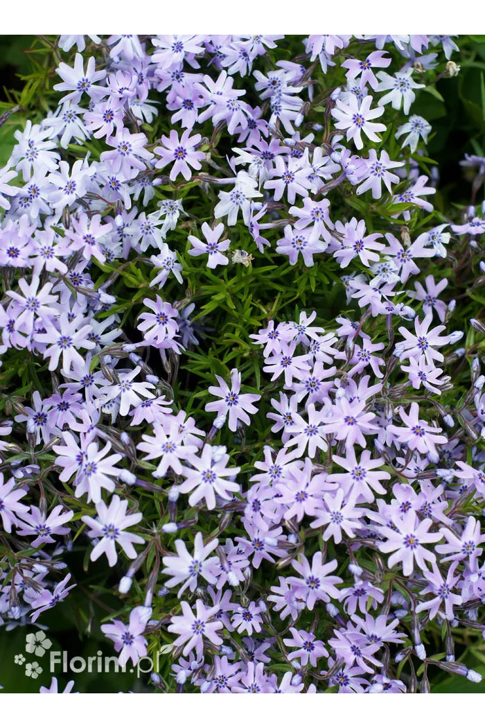 Floks szydlasty 'Bavaria' | Phlox subulata