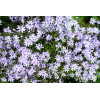 Floks szydlasty 'Bavaria' | Phlox subulata