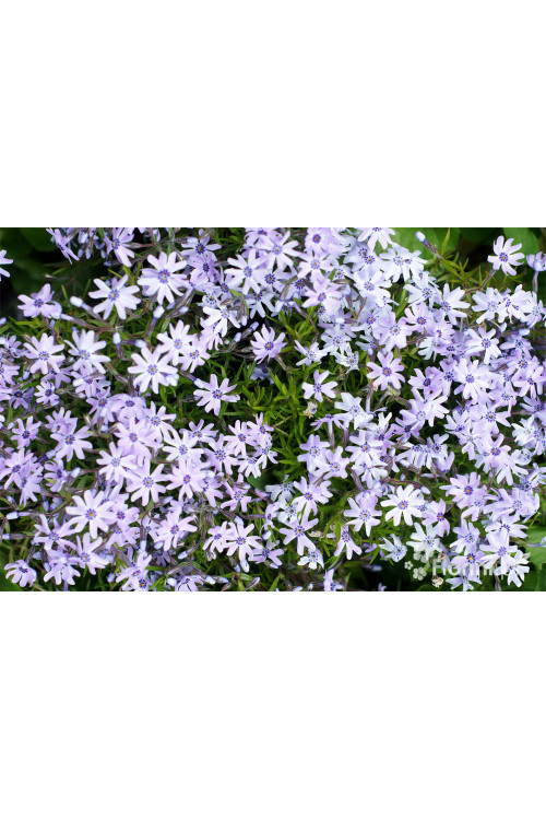 Floks szydlasty 'Bavaria' | Phlox subulata