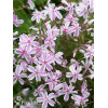 Floks szydlasty 'Kimono Pink White'| Phlox subulata