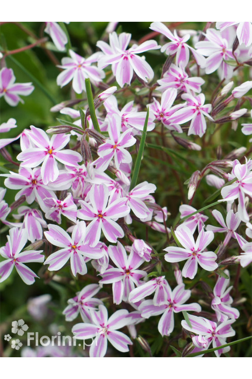 Floks szydlasty 'Kimono Pink White'| Phlox subulata