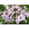 Floks szydlasty 'Kimono Pink White'| Phlox subulata