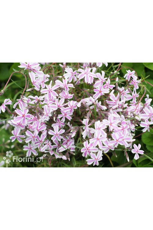 Floks szydlasty 'Kimono Pink White'| Phlox subulata