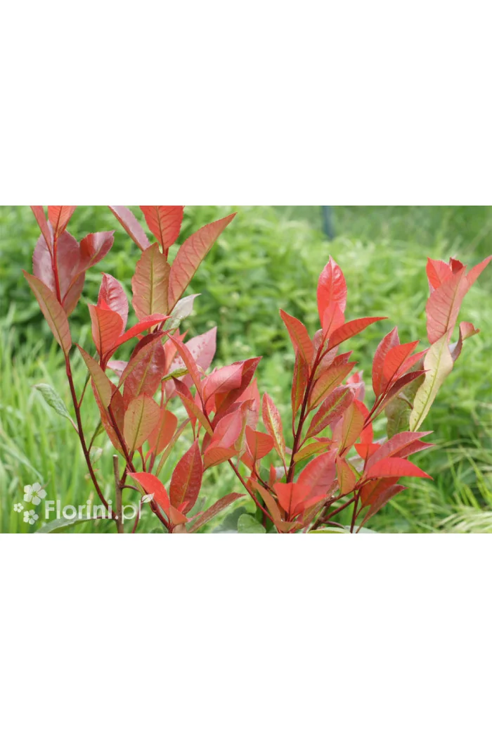 Głogownik 'Red Robin' Photinia fraseri