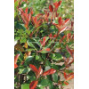 Głogownik 'Red Robin' Photinia fraseri