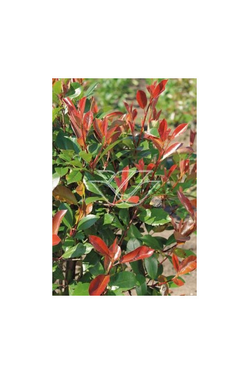Głogownik 'Red Robin' Photinia fraseri