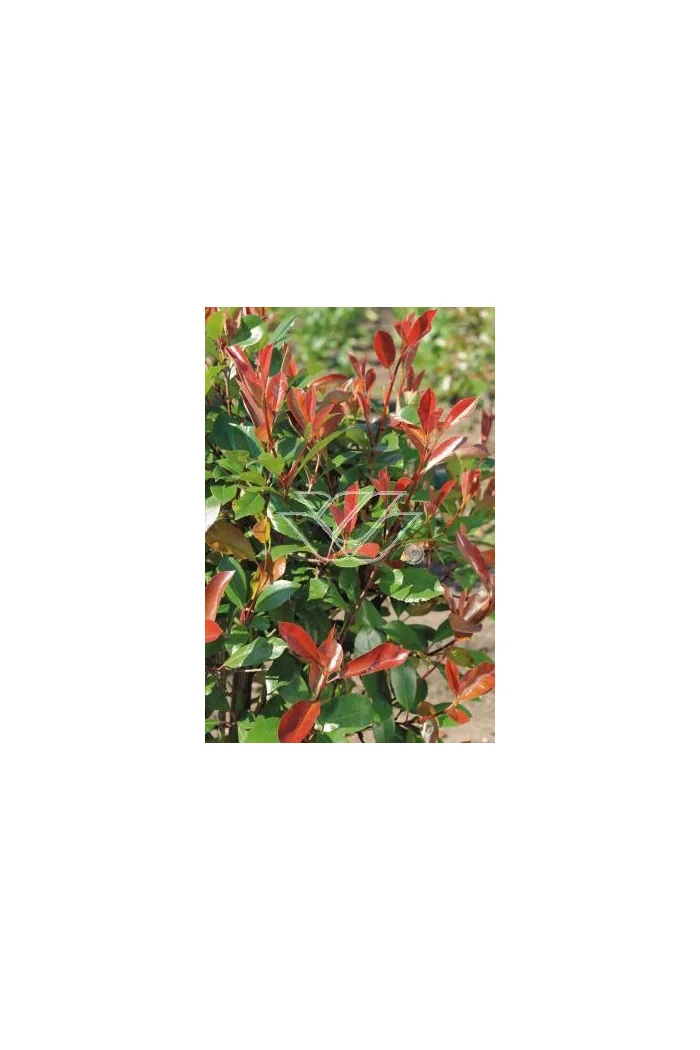 Głogownik 'Red Robin' Photinia fraseri