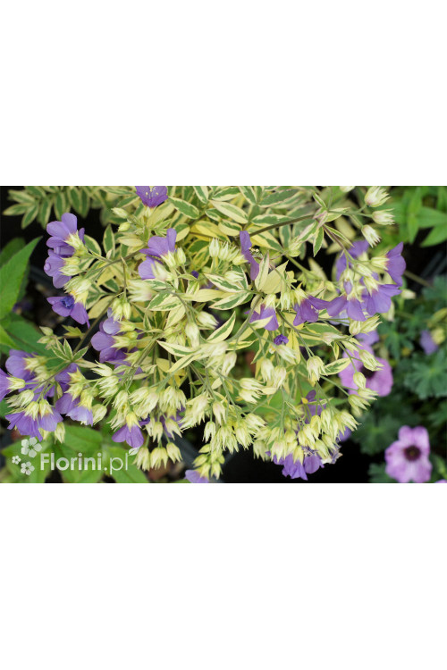 Wielosił 'Gold Feathers' | Polemonium