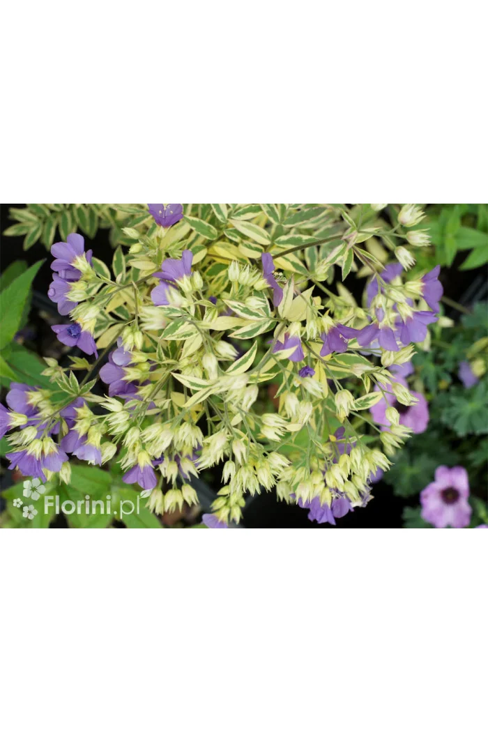Wielosił 'Gold Feathers' | Polemonium