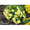 Pierwiosnek 'Belarina® Butter Yellow' | Primula