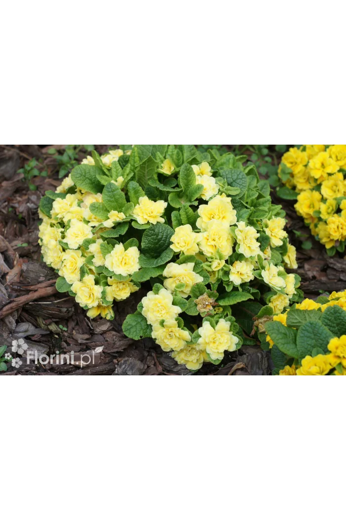 Pierwiosnek 'Belarina® Butter Yellow' | Primula