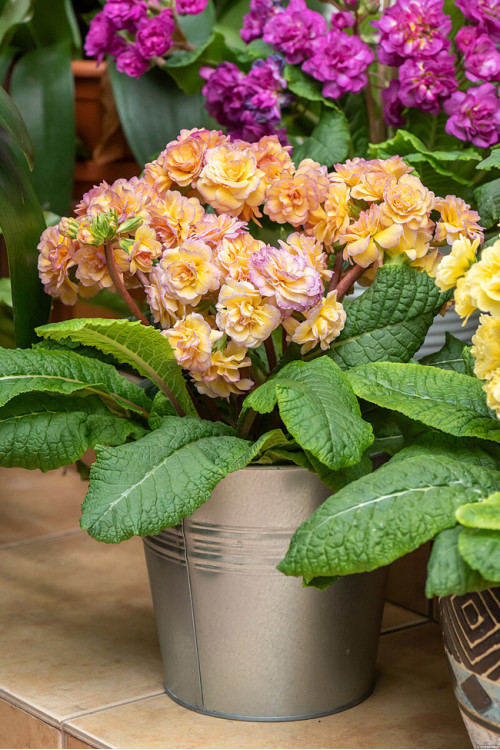 Pierwiosnek 'Pretty Polly Blushing Peach' |Primula