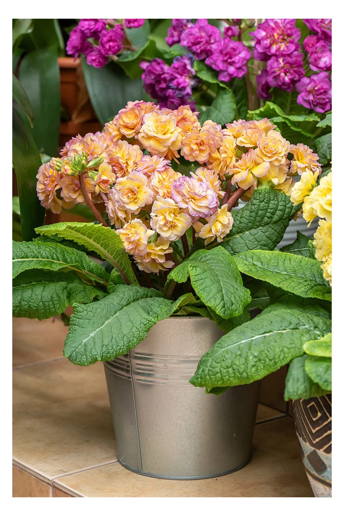 Pierwiosnek 'Pretty Polly Blushing Peach' |Primula