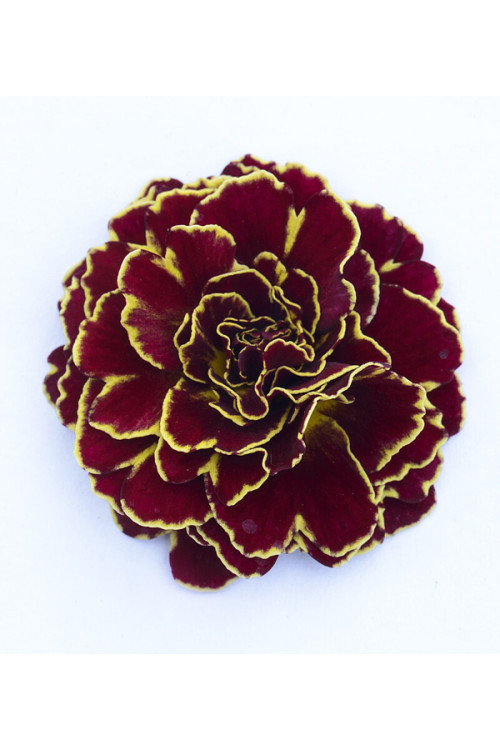 Pierwiosnek 'Belarina® Sunrise Ruby' |Primula