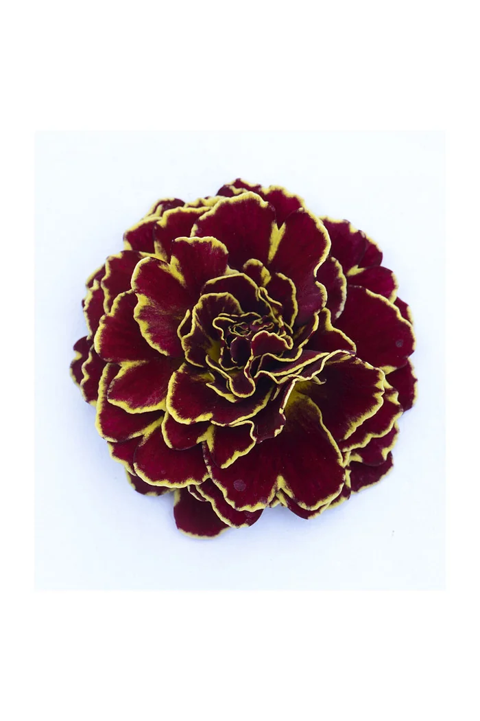 Pierwiosnek 'Belarina® Sunrise Ruby' |Primula