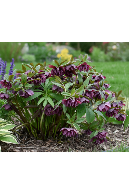 Ciemiernik orientalny Wedding Party ‘True Love’| Helleborus orientalis