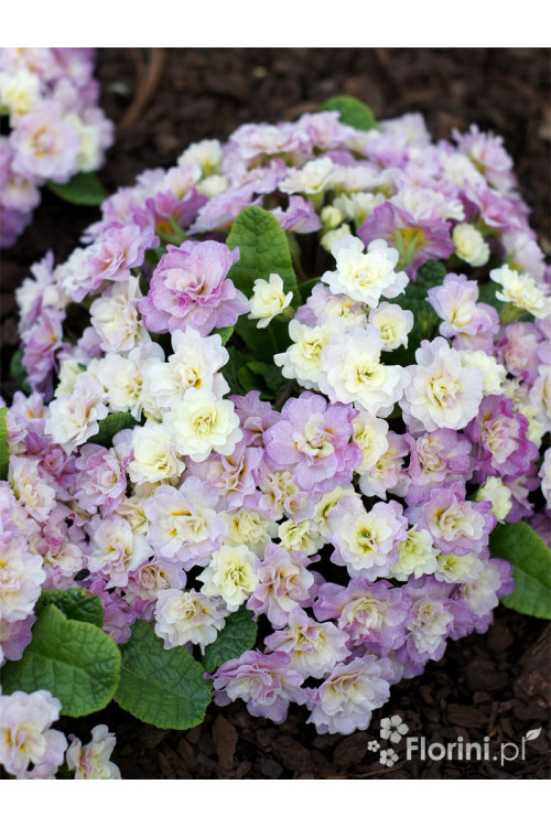 Pierwiosnek 'Belarina® Pink Champagne' | Primula