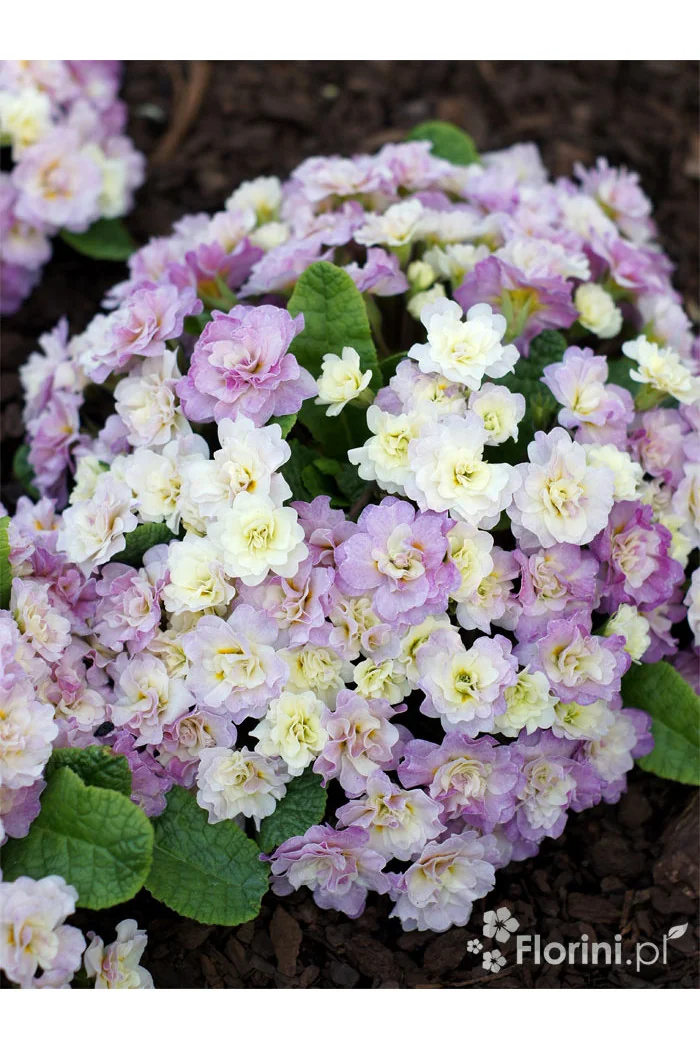 Pierwiosnek 'Belarina® Pink Champagne' | Primula