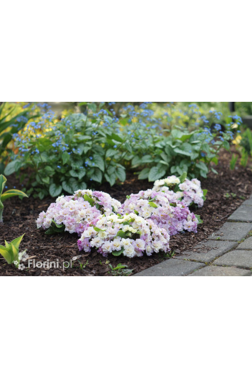 Pierwiosnek 'Belarina® Pink Champagne' | Primula