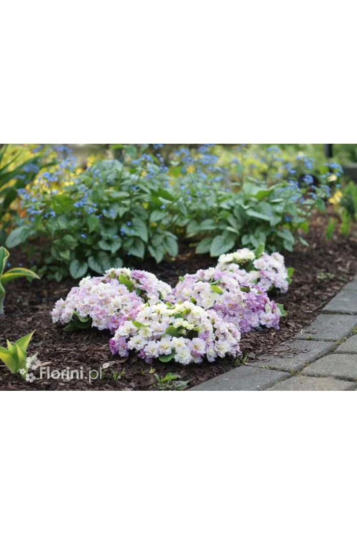 Pierwiosnek 'Belarina® Pink Champagne' | Primula