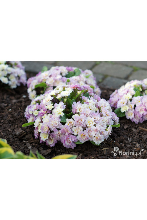 Pierwiosnek 'Belarina® Pink Champagne' | Primula