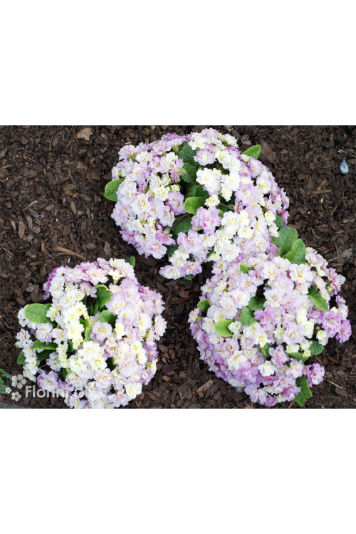 Pierwiosnek 'Belarina® Pink Champagne' | Primula