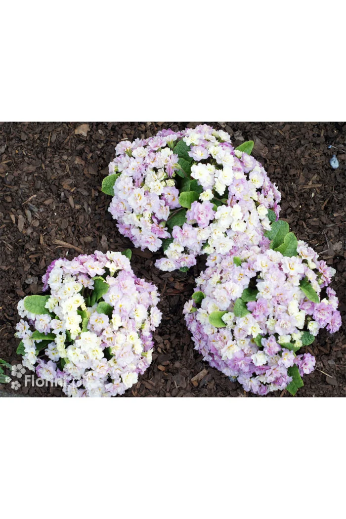 Pierwiosnek 'Belarina® Pink Champagne' | Primula